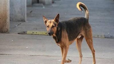ضحى بنفسه لإنقاذ طفل من أنيابهم .. كلاب ضالة تمزق جسد رجل في الحوامدية