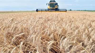 (أزمة حبوب أوكرانيا) 4 مسارات لمواجهة خطر المجاعة العالمية