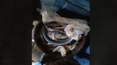 ضبط 3 طن لحوم مفرومة وأسماك مملحة غير صالحة في حملات مكبرة بالمنوفية