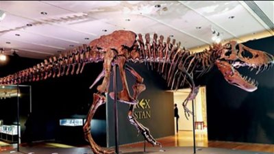 فيديو.. باحثة حفريات تكشف تفاصيل العثور على ديناصور في الواحات البحرية