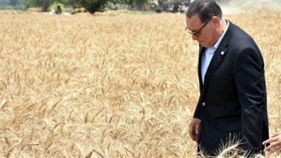 محافظ الشرقية يتابع توريد القمح بالشون والصوامع| صور