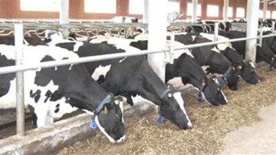 إنفوجراف.. أنشطة وجهود مديريات الزراعة والطب البيطري خلال الفترة من ١٨ إلى ٢٤ يناير
