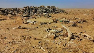 بعد اكتشاف مقبرة الفيوم.. رواد فيسبوك يعلقون: هل أكلنا لحوم الحمير أم لا؟