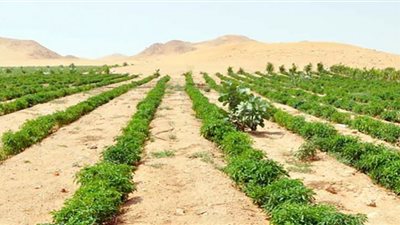 فيديو.. القابضة للتشييد: استصلاح 4500 فدان قبل سبتمبر المقبل