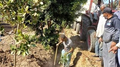 زراعة 9600 شجرة في مركز جرجا ضمن مبادرة 