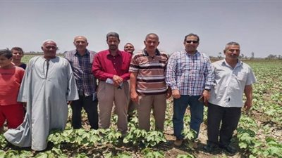 إستمرار تنفيذ الندوات الإرشادية بالشرقية للنهوض بمحصول القطن وزيادة إنتاجيته