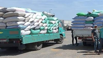 توريد 203ألف و652 طناً من الأقماح المحلية بالصوامع والشون ببني سويف