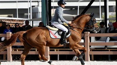 تأهل 94 فارسا لنهائي بطولة الجمهورية وحطب يستجيب لطلب الهيئات بمد المنافسات 24 ساعة