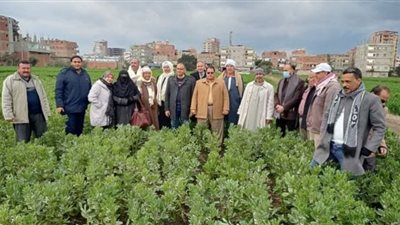 مدرسة حقلية عن الفول البلدي بناطورة بمحافظة الشرقية