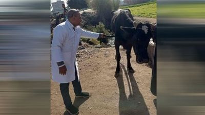 تحصين 15 الف رأس ماشية ضد أمراض الجلد العقدى وجدري الضأن ببني سويف