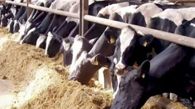 بعد لقاء وزير الزراعة والرئيس .. اعرف أهداف المشروعات القومية للإنتاج الحيواني بمصر