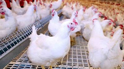 أسعار الفراخ بالأسواق اليوم الجمعة