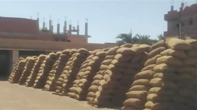 نائب محافظ بني سويف يعقد اجتماعا موسعاً للوقوف على توريد الأقماح بصوامع وشون