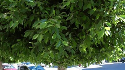 عدو البيئة ومُدمر للتربة.. 