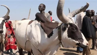 بقرة وخلع ضرس مهر العروس فى جنوب السودان.. وعربون المحبة 6 شلوخ