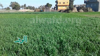 غضب مزارعي البحيرة بسبب اختفاء الأسمدة