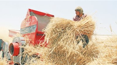 «الوفد» ترصد رحلة الذهب الأصفر من الأرض إلى الصوامع