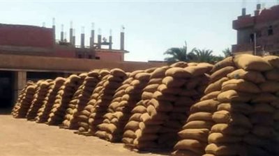 توريد الأقماح المحلية بأماكن الاستلام والتخزين  بالصوامع والشون ببني سويف