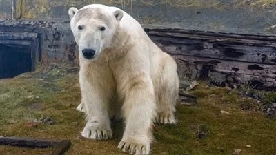 شاهد.. مصور يجازف بحياته لتصوير الدببة القطبية في روسيا