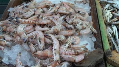 ضبط 2 طن جمبري وكبدة مجهولة المصدر بالمرج