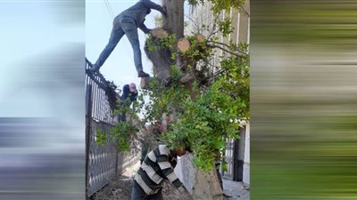 رفع 290 طن قمامة واتربة من الشوارع والميادين بمدينة المنصورة