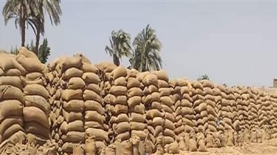 توريد 226 ألف طن قمح بالصوامع والشون بنسبة تزيد عن 98 % ببني سويف
