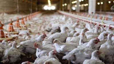 تعرف على أسعار بيع الدواجن والطيور بالمنيا