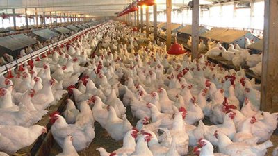 تفاصيل أسعار الدواجن اليوم بأسواق المنيا