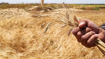 مصادر: أمريكا تسرق القمح السوري