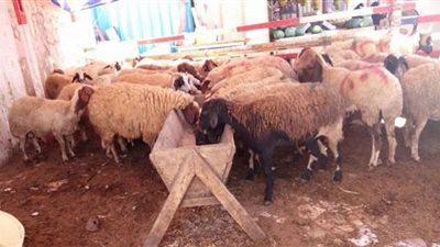 حظر إقامة شوادر عرض وبيع الأضاحي بالشوارع والميادين في الجيزة