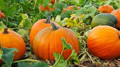 5 فوائد رئيسية لليقطين