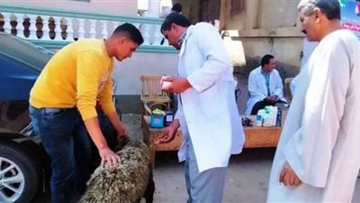 بيطري الشرقية: رش 82 ألف رأس ماشية لمكافحة الطفيليات الداخلية والخارجية