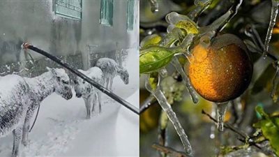من الفواكة الكريستال إلى الحيوانات المتجمدة.. كوارث الطقس السيئ تضرب العالم