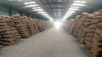 توريد 228 ألف طن قمح محلي بالصوامع والشون ببني سويف