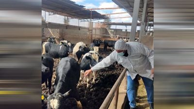 تحصين 13043 رأس من الأبقار والأغنام بالبحيرة ضدالجلد العقدي