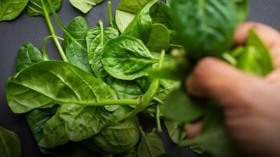 فوائد تناول السبانخ خلال فصل الشتاء