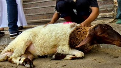 هل على الحاج أضحية غير التي يذبحها في الحج؟