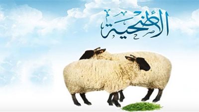 كيفية توزيع الأضحية لحمًا وأحشاءً وجِلدًا.. الإفتاء توضح