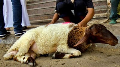 أضحية العيد .. اعرف طرق اختيار الذبيحة سليمة