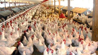 الأعلاف والبرد وكورونا تشعل أسعار الدواجن