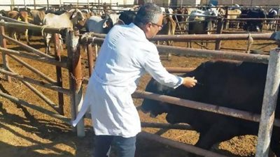 بيطري الشرقية يُحصن 76 ألف رأس ماشية للوقاية من الجلد العقدي وجدري الأغنام