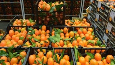 انتهاء أزمة صادرات البرتقال المصرية إلى السوق الروسية
