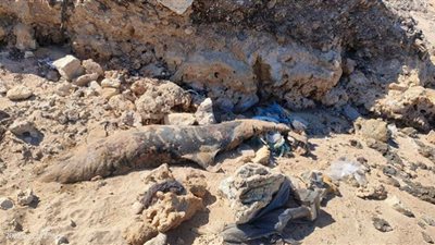 العثور على سلحفاة ودولفين نافقين على شاطئ شمال الغردقة