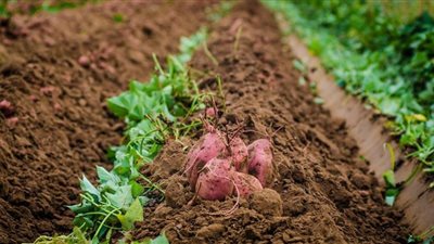 استبدال القمح بالبطاطا| خطة التموين لإنتاج رغيف خبز جديد