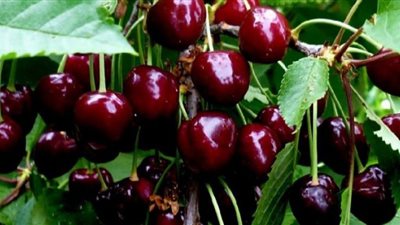 يعزز النشاط والطاقة.. تعرف على فوائد الكرز