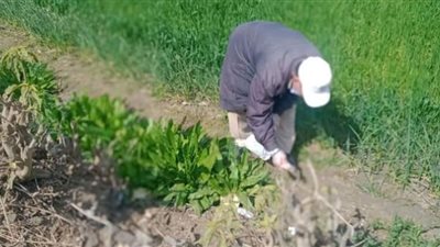 إستمرار حملة مكافحة القوارض لصيانة محصول القمح بالشرقية