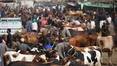 قبل عيد الأضحى.. الوفد تنشر أسعار اللحوم بجميع أنواعها بالأسواق