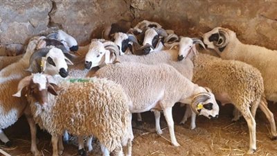 شروط ضرورية عند شراء أضحية العيد