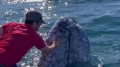 شاهد.. حوت رمادي يمازح السياح ويتلقى القبلات
