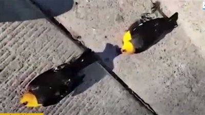 شاهد.. نفوق مئات الطيور المهاجرة بالمكسيك بعد سقوط مفاجئ